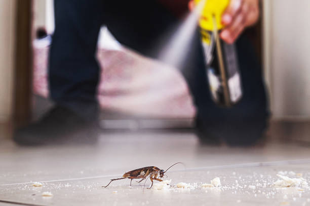 Best Wasp Removal Services  in Bridgeport, CT