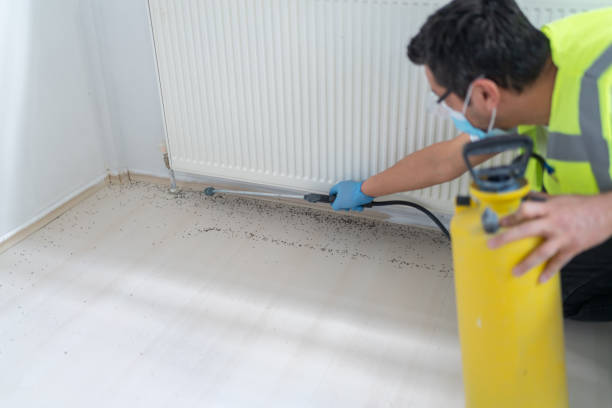 Best Termite Control Services  in Bridgeport, CT